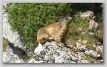 marmotta